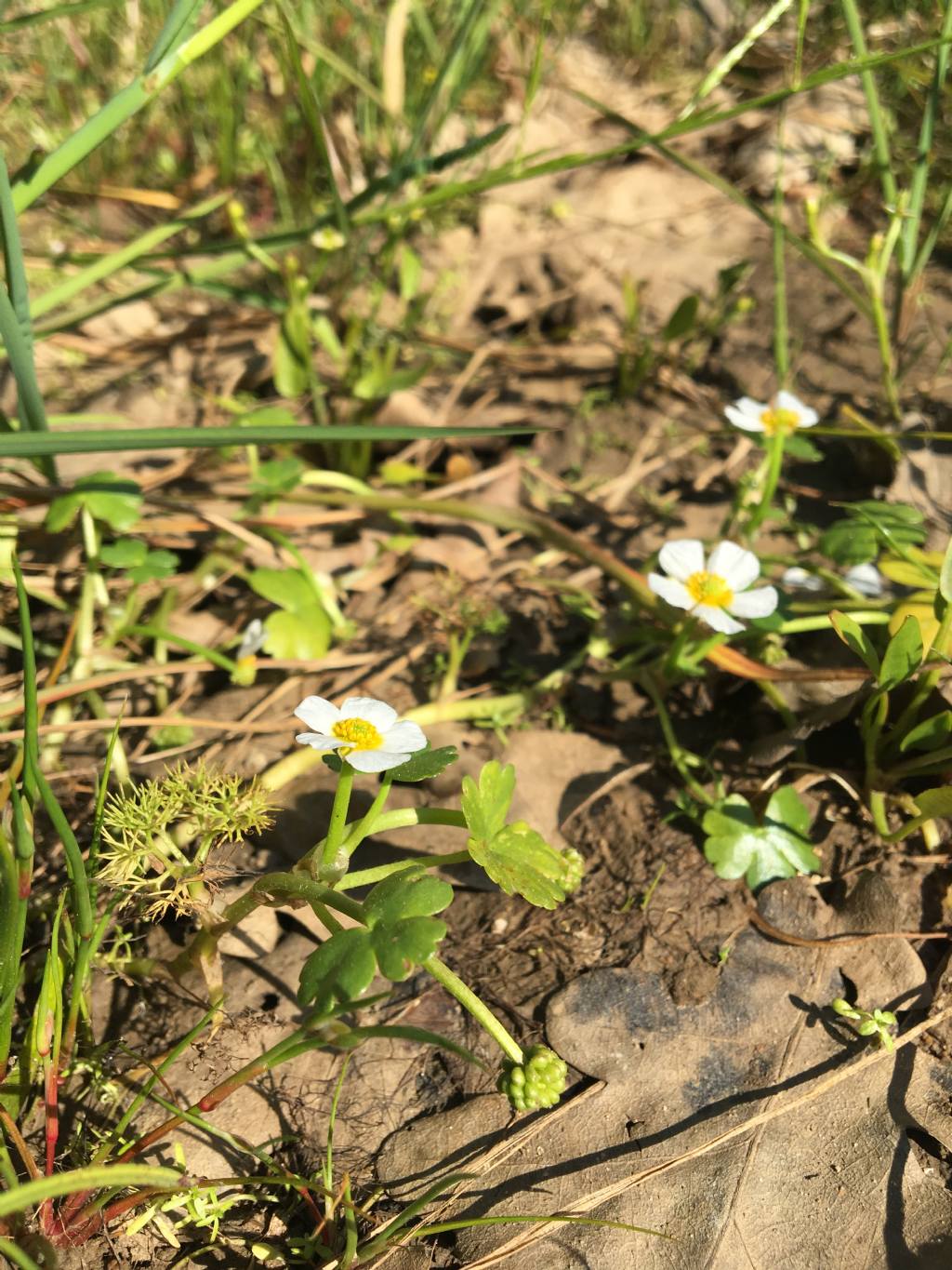 Ranunculus peltatus o aquatilis?